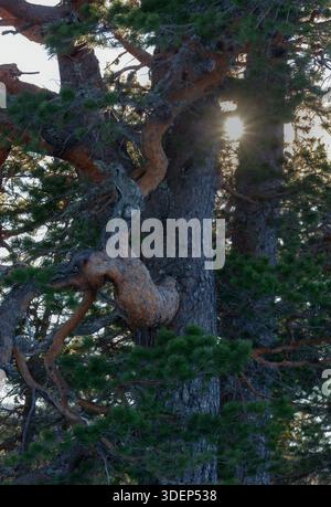De beaux arbres présentant des textures uniques d'écorce et des feuilles vertes luxuriantes, avec la lumière du soleil qui traverse les branches, améliorant l'environnement extérieur tranquille Banque D'Images