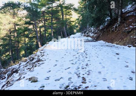 Sentier enneigé serpente à travers une forêt de pins sur une pente de montagne, des empreintes de pas marquent le chemin. La lumière du soleil tapissée filtre à travers les arbres créant une sérénité Banque D'Images