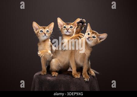 trois chatons abyssiniens ludiques en mouvement, portrait studio sur fond marron Banque D'Images
