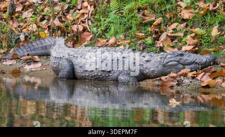 Un crocodile mugger (Crocodylus palustris) repose tranquillement sur une rive, entouré d'un lit de feuilles d'automne colorées. Banque D'Images
