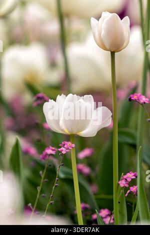 Tulipes blanches dans le jardin Banque D'Images