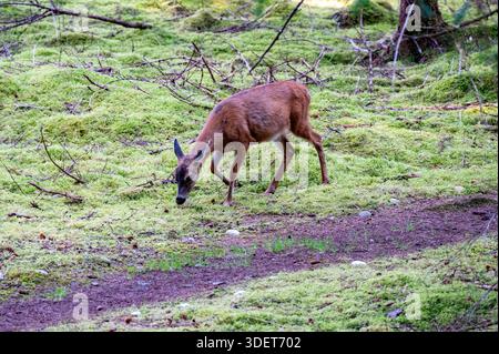 Sitka recherche des cerfs à queue noire sur un lit vibrant de mousse verte dans un environnement forestier luxuriant. Banque D'Images