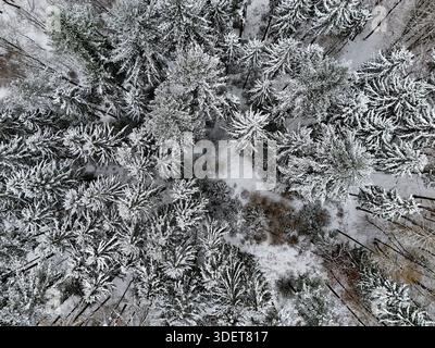 Vue aérienne de la forêt d'hiver enneigée d'en haut Banque D'Images