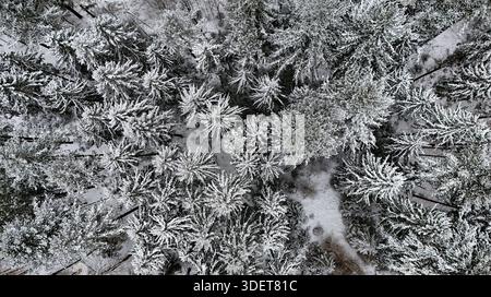 Vue aérienne de la forêt d'hiver enneigée d'en haut Banque D'Images