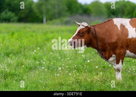 Une scène sereine et pittoresque d'une vache brune et blanche broutant paisiblement dans un pâturage vert vibrant Banque D'Images