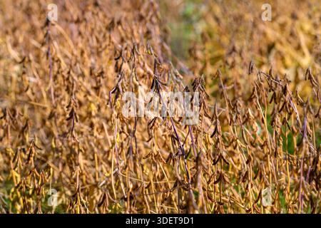 Plants de soja matures dans le champ prêts pour la récolte, gousses dorées denses et cadre de remplissage de feuillage sec avec la chaleur automnale et l'abondance agricole Banque D'Images