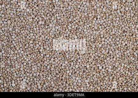 Macro vue en toile de fond de graines de quinoa blanc, fond naturel minimaliste pour les maquettes de photographe de produit et d'emballage, même la distribution des grains, neutre Banque D'Images