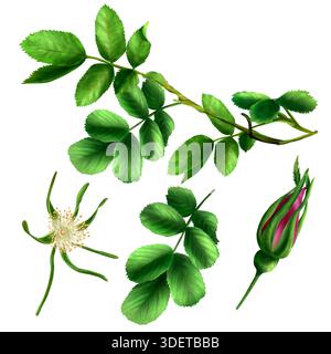 Un ensemble d'illustrations aquarelles de hanches de roses, fleurs, feuilles, branche, bourgeon. Arrière-plan isolé dessiné à la main. Convient pour l'impression sur papier et fabr Banque D'Images