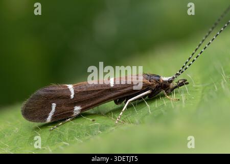 Athripsodes albifrons caddisfly reposant sur la feuille de saumure. Tipperary, Irlande Banque D'Images
