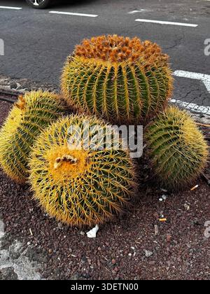 Gros plan de cactus en baril rond pointu poussant dans un sol volcanique sec à Tenerife, aux îles Canaries. Banque D'Images