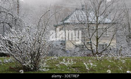 Une pelouse verte dans une cour arrière ou un jardin avec des buissons et de l'herbe saupoudrée de neige fraîche, sur fond de bâtiments résidentiels au loin Banque D'Images