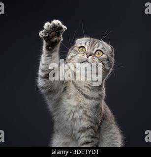 Chat Playful Scottish Fold lève sa patte et montre ses griffes sur un fond gris foncé. Banque D'Images