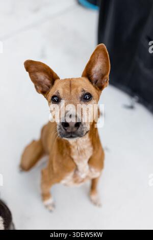 Portrait de Basenji Mix sur patio à San Diego Banque D'Images