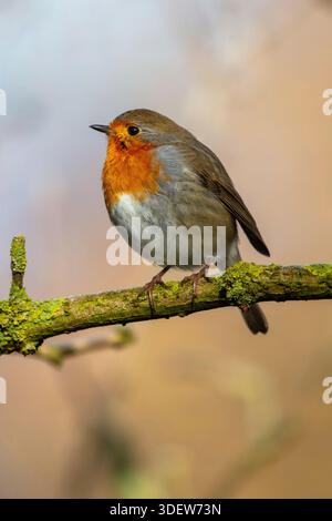 Un robin (Erithacus rubecula) assis sur une branche aînée couverte de lichen Banque D'Images