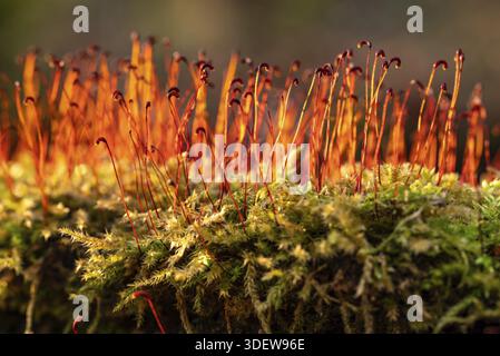Photographie macro de mousse verte (Bryophyta) avec sporophytes rouges, Allemagne Banque D'Images