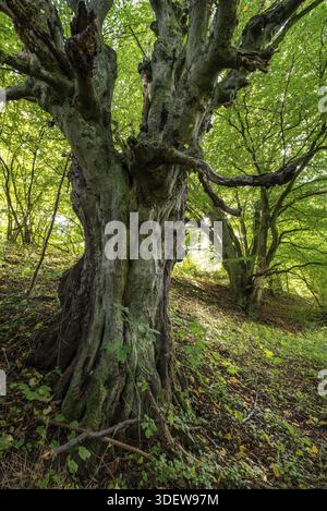 Ancien hêtre cuivré noueux, probablement un hêtre cuivré (Fagus sylvatica), sous une verdure luxuriante canopée à la lisière de la forêt, Boedexen, Rhénanie-du-Nord-O. Banque D'Images