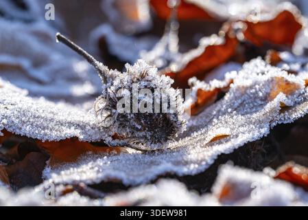 Macro photographie de la coupe de fruit vide ou capsule de graines de hêtres d'un hêtre cuivré (Fagus sylvatica) sur de vieilles feuilles d'automne dans la forêt, couvert w Banque D'Images