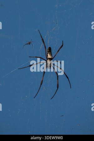 Trichonephila inaurata (communément connu sous le nom de tisserand orbe doré à pattes rouges) est une espèce importante d'araignée à grand tissage orbe que l'on trouve à Madagascar et dans d'autres îles de l'océan Indien occidental. C'est l'une des araignées les plus visibles et les plus connues de l'île en raison de sa taille et de ses toiles remarquables de couleur dorée. Banque D'Images