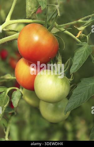 Bouquet de tomates mûrir dans la serre en été, Close up Banque D'Images