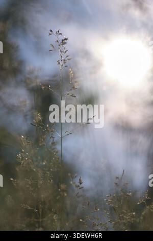 POA herbe contre la lumière, Kempen, Rhénanie du Nord-Westphalie, Allemagne Banque D'Images