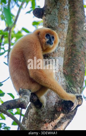 Le gibbon à joues Buff (Nomascus gabriellae) est un primate d'Asie du Sud-est aux joues distinctives de couleur Buff. Trouvé au Vietnam, au Laos et au Cambodge, Banque D'Images