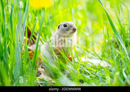 Écureuil terrestre européen (Spermophilus citellus) sur un pré, Bavière, Allemagne, Europe Banque D'Images