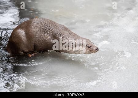 Loutre eurasienne (Lutra lutra) dans un petit lac sur la glace en hiver, Bavière, Allemagne, Europe Banque D'Images