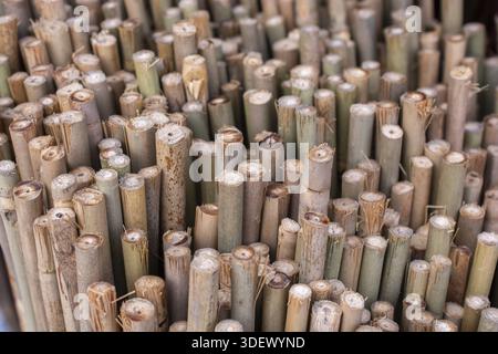 Gros plan plein cadre texture de poteaux de bambou marron secs verticaux disposés comme une clôture naturelle Banque D'Images