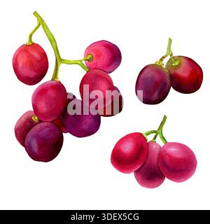 Ensemble de grappe de raisin rouge isolé sur fond blanc. Branche d'aquarelle avec raisins lilas. Illustration botanique de fruits violets. Baies pour le vin, Banque D'Images
