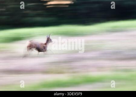 Cerf rosé, Capreolus capreolus, courant Banque D'Images