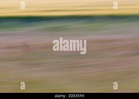 Cerf rosé, Capreolus capreolus, courant Banque D'Images
