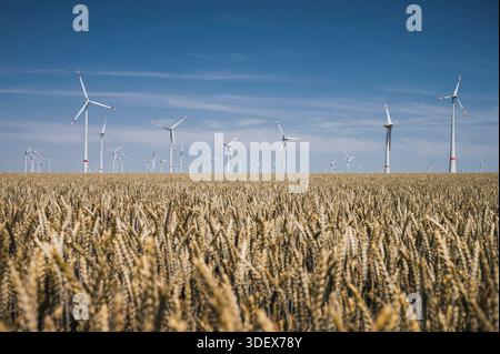 Des éoliennes devant un ciel bleu, un champ de grains au premier plan Banque D'Images