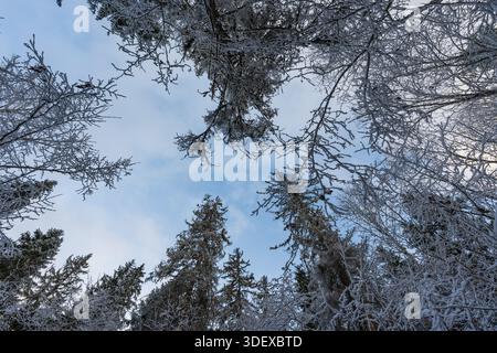 Vue en angle bas des branches d'arbres couvertes de gel et des sommets de pins contre un ciel bleu d'hiver dans une forêt estonienne enneigée. Banque D'Images