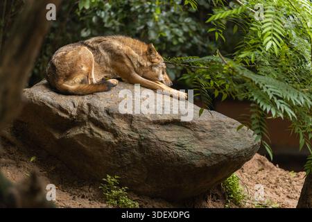 Loup mâle Alpha adulte avec une fourrure épaisse assis sur un rocher dans une zone boisée. Banque D'Images