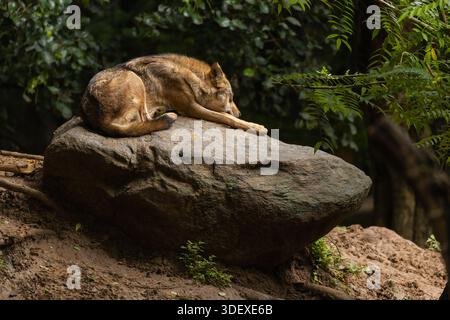 Loup mâle Alpha adulte avec une fourrure épaisse assis sur un rocher dans une zone boisée. Banque D'Images