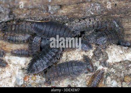 Louse à bois rugueuse commune ou Growwe Houtluis, croûte de Porcellio. De nombreux spécimens trouvés sous un rocher dans le jardin. Banque D'Images