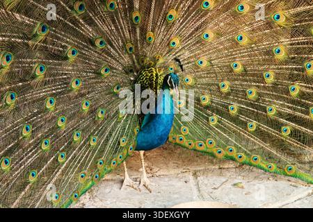 Majestueux paon de couleur bleue intense étalant ses plumes de queue, affichant son plumage coloré au monastère Bachkovo, près de Plovdiv, Bulgarie 2022 Banque D'Images