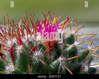 Ceci est un gros plan d'un cactus Mammillaria en fleurs. Il est caractérisé par des épines denses poussant à partir de petits mamelons sur son corps charnu vert. Banque D'Images