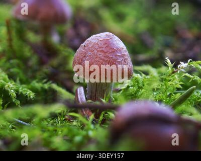 Ce champignon est probablement l'araignée armillaire (Cortinarius armillatus). Qui se développe en groupes dans la mousse Banque D'Images