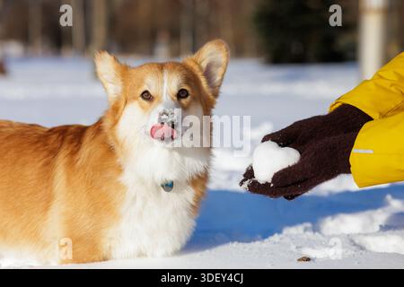 Corgi mignon léchant la neige à côté d'une boule de neige en forme de coeur dans le parc d'hiver montrant l'amour des animaux de compagnie et le concept de la saint-valentin saisonnier Banque D'Images