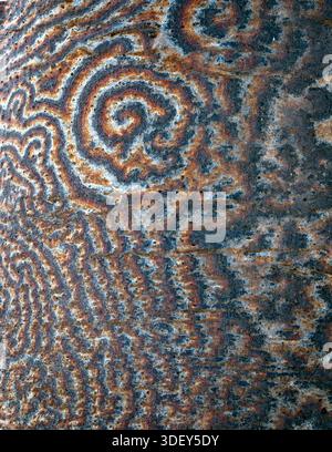 Arbres de Boabab à l'intérieur des terres d'Andalambezo, Madagascar. Cette photographie détaillée met en évidence un motif complexe sur l'écorce d'un baobab endémique (peut-être Adansonia sp.) À Madagascar. Les textures et les couleurs uniques sont causées par une croissance fongique spécifique ou la formation de lichens sur l'écorce antique, mettant en valeur les relations écologiques complexes au sein des écosystèmes forestiers secs uniques de l'île. Le baobab résilient, symbole emblématique de Madagascar, accueille une vie diversifiée à sa surface. Madagascar. Banque D'Images