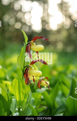 Vue des orchidées de pantoufles de dame dans des tons vibrants de jaune et Bordeaux, entouré d'un feuillage vert luxuriant, baigné dans la lumière douce du soleil, Moscou, Moscou, Russ Banque D'Images