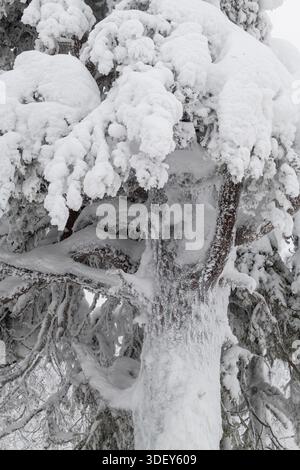 Vue d'un arbre chargé de neige se dresse comme une sentinelle gelée, ses branches drapées dans une épaisse couverture blanche, scintillante sous la lumière pâle de l'hiver, Ruka, po Banque D'Images