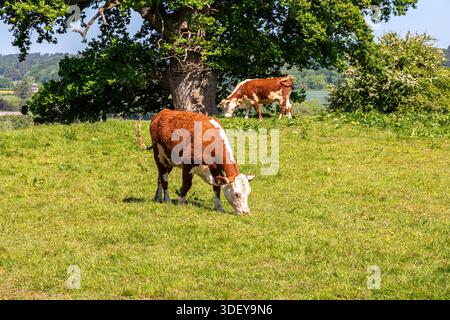 Bétail Hereford brun et blanc pâturant dans un champ à Kilpeck, Herefordshire, Angleterre Royaume-Uni Banque D'Images