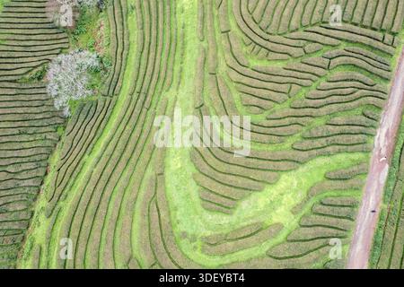 6. Vue de haut en bas par drone des célèbres plantations de thé à Sao Miguel, Açores Banque D'Images