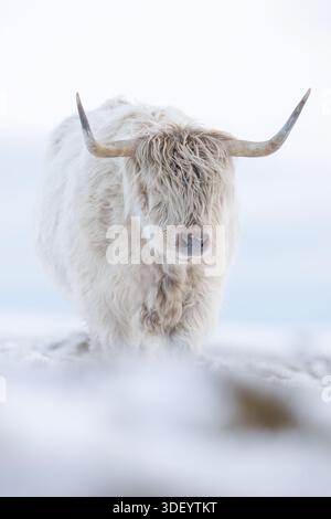 Vaches Highland dans la neige au sud du pays de Galles Banque D'Images