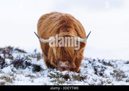 Vaches Highland dans la neige au sud du pays de Galles Banque D'Images