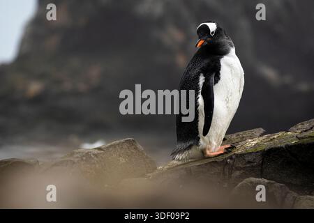 Pingouin Gentoo (Pygoscelis papua) debout sur un sol rocheux en Antarctique, vue de côté. Banque D'Images