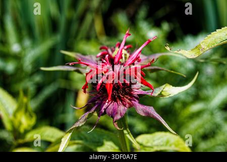 Monarda 'didyma x fistuloso 'Oneida' anciennement 'Squaw' cette délicieuse variété bergamote présente de grandes pointes ornées de fleurs écarlate profondes. Banque D'Images
