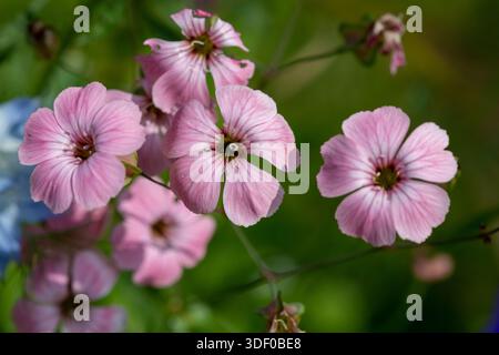 Gros plan des fleurs roses de gypsophila alpine (gypsophila repens) en fleurs Banque D'Images